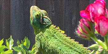 female jacksons chameleon