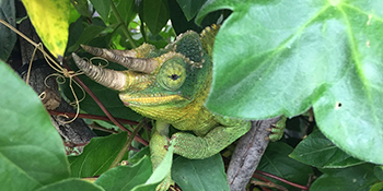 jackson's chameleon male
