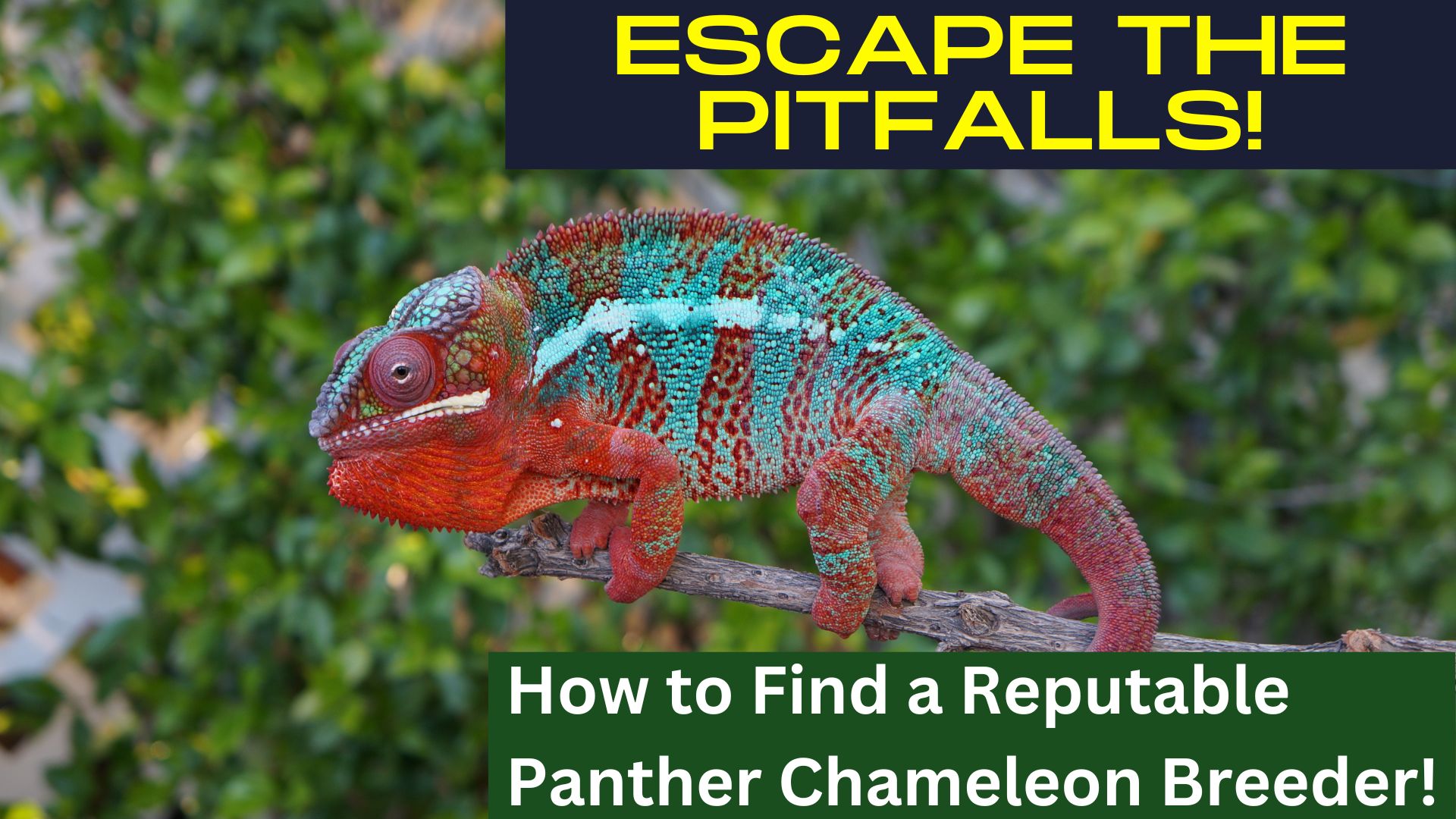 Red Bar Blue body Ambilobe Panther chameleon