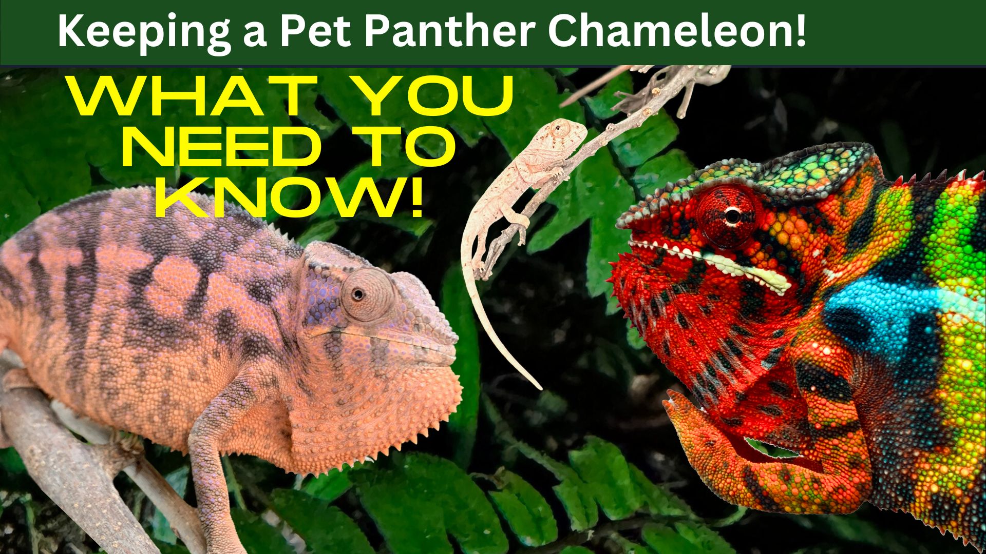 panther chameleons