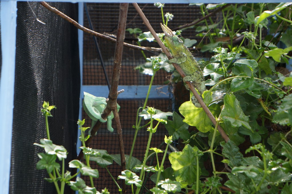 jacksons chameleons in outdoor cage