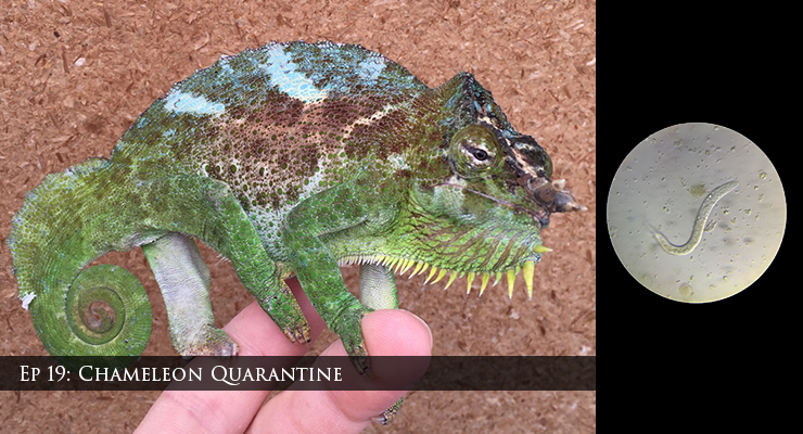 Trioceros quadricornis chameleon