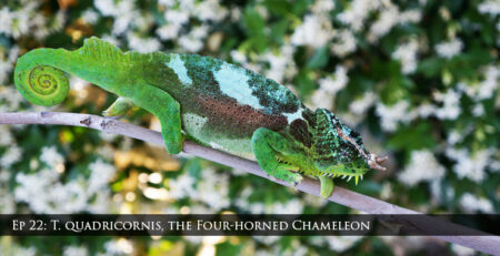Trioceros quadricornis Four-Horned Chameleon