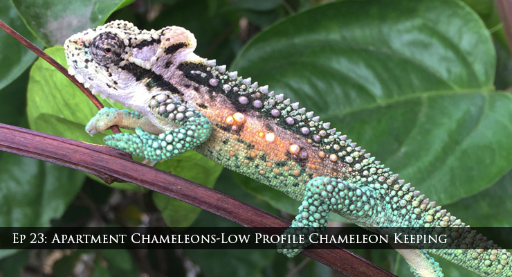 Bradypodion thamnobates chameleon