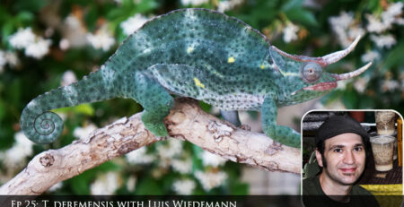 Trioceros deremensis chameleon