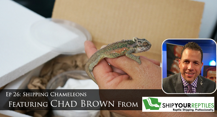 shipping chameleons
