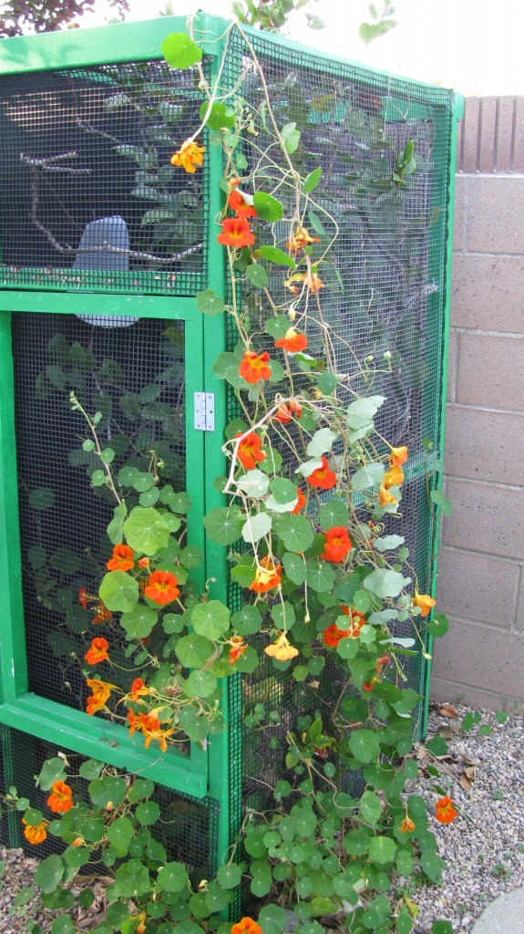 outdoor chameleon cage