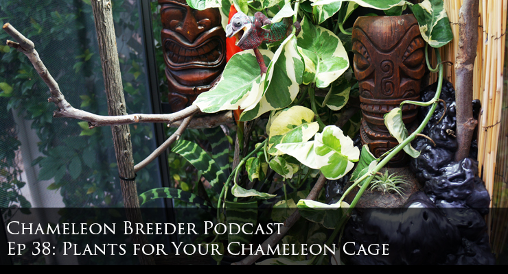 Plants for your chameleon cage