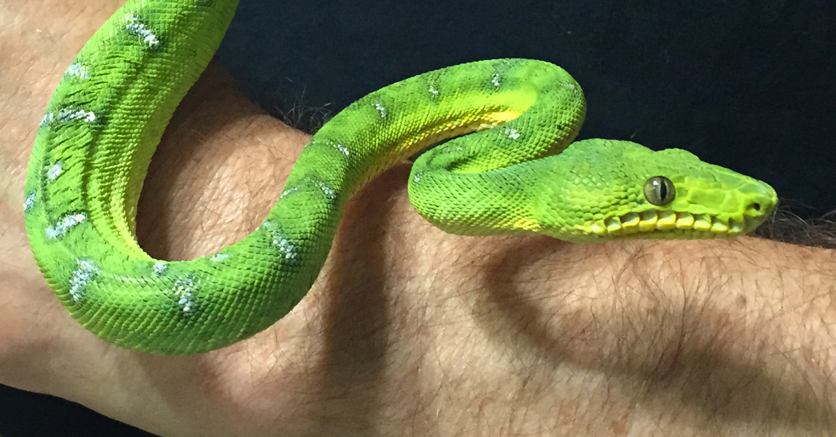 Ep 40: Emerald Tree Boas - Chameleon Academy