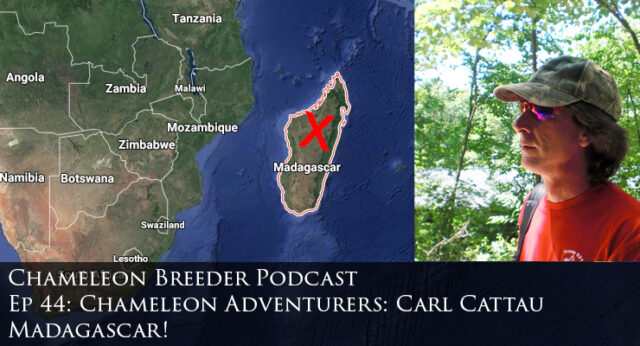 Madagascar chameleons with Carl Cattau