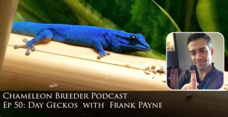 Day Geckos with Frank Payne