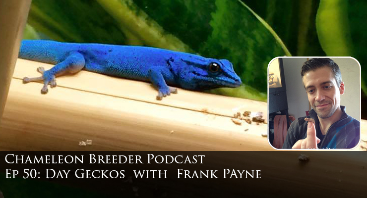 Day Geckos with Frank Payne