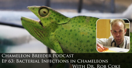Bacterial infections in chameleons
