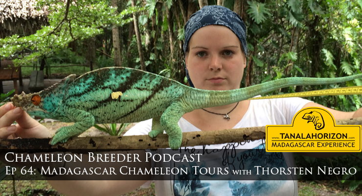 Chameleon tours in Madagascar