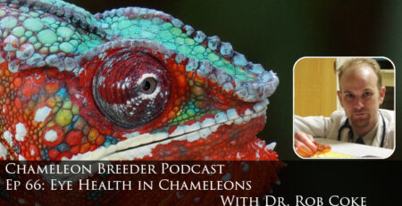 Chameleon Eye Health