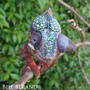 A Panther Chameleon with a very swollen eye turret