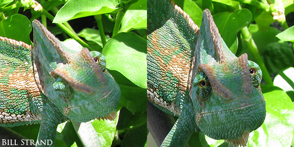 Veiled Chameleon showing eyes looking different directions