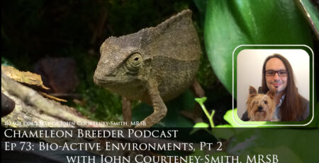 Veiled Chameleon Caresheet – The Bio Dude