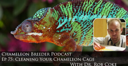 Chameleon Breeder app