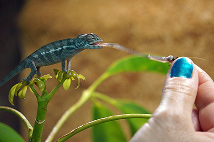 Chameleon eating from hand