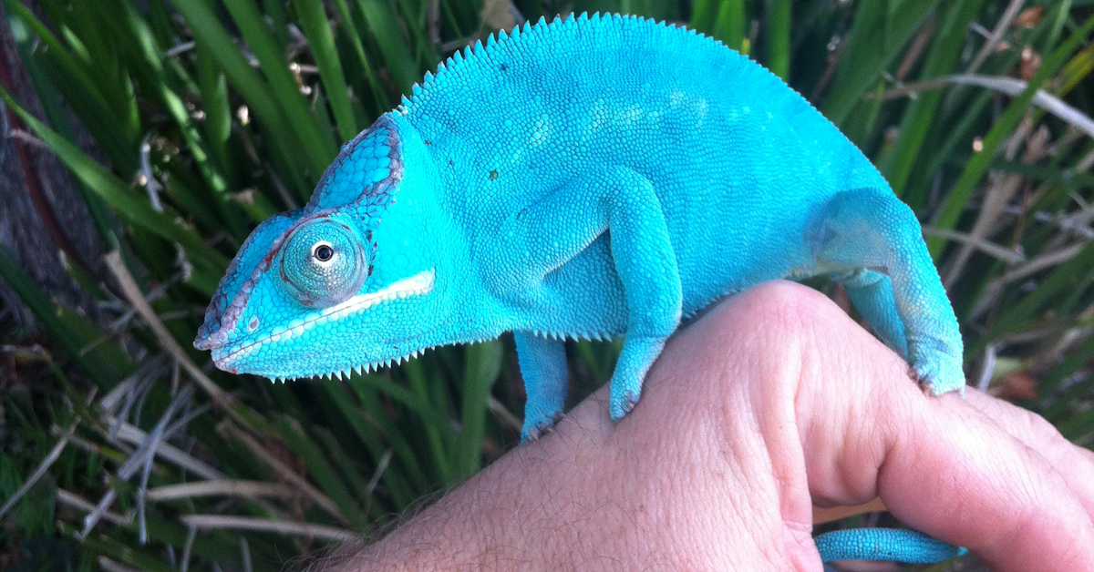 Ep 80: Handling Your Chameleon - Chameleon Academy
