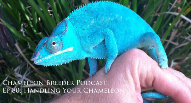 Handling Your Chameleon
