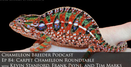 Carpet Chameleon Roundtable