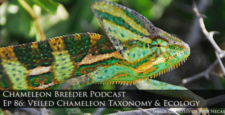 Veiled Chameleon Chameleon calyptratus
