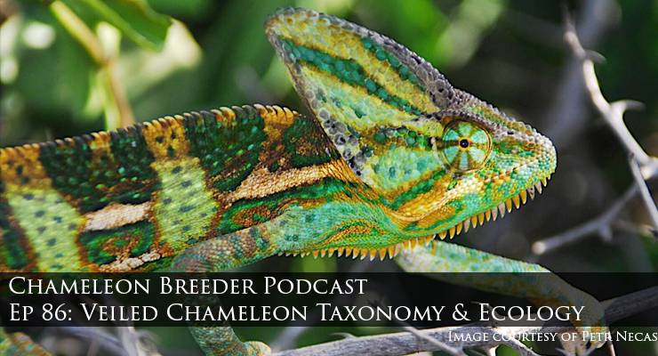 Veiled Chameleon Chameleon calyptratus