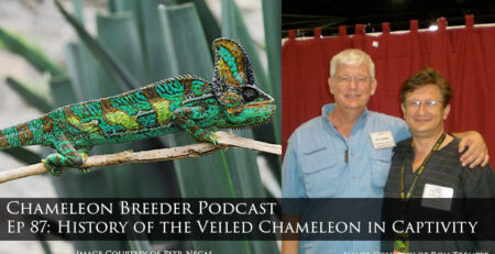 The veiled Chameleon in captivity