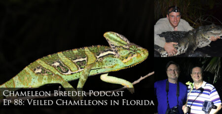 Veiled Chameleons in Florida