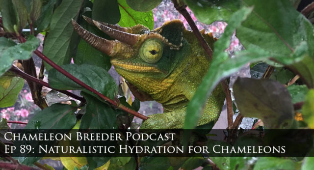 Jacksons Chameleon and chameleon hydration