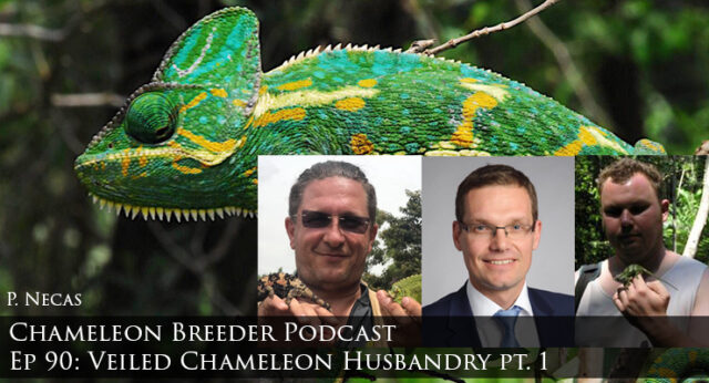 Veiled Chameleon Husbandry part 1