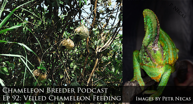 Veiled Chameleon Feeding