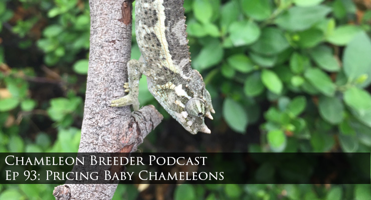 Baby Jackson's Chameleon