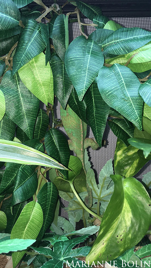 veiled chameleon climbing cage wall