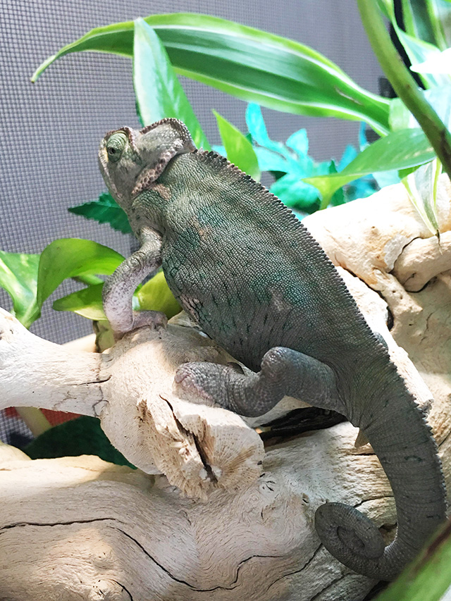 Sweet Pea Veiled Chameleon with MBD