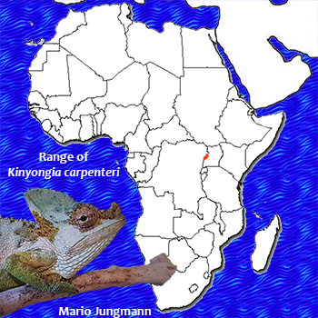 Kinyongia carpenteri chameleon range map
