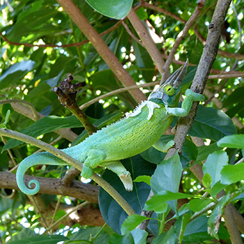 Jacksons Chameleon Male in Hawaii