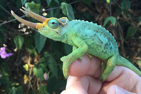 Mt. Meru Jackson's Chameleon male