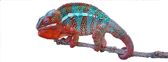 Panther Chameleon Male