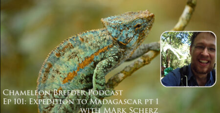 Chameleons in Madagascar with Mark Scherz