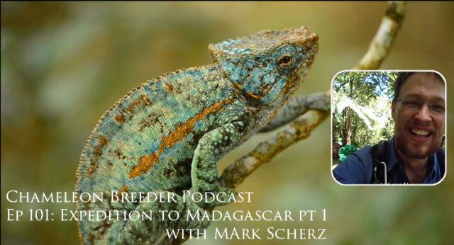 Chameleons in Madagascar with Mark Scherz