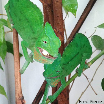 female trioceros cristatus chameleon
