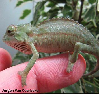 trioceros cristatus chameleon baby