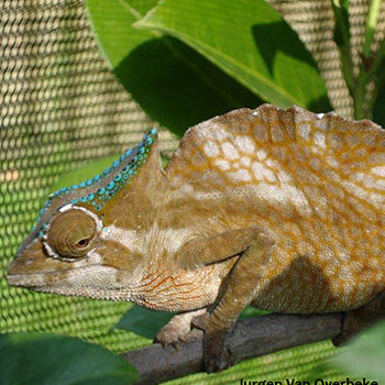 male trioceros cristatus chameleon