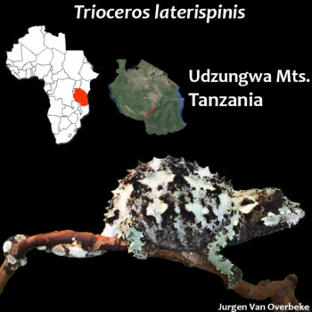 Trioceros laterispinis