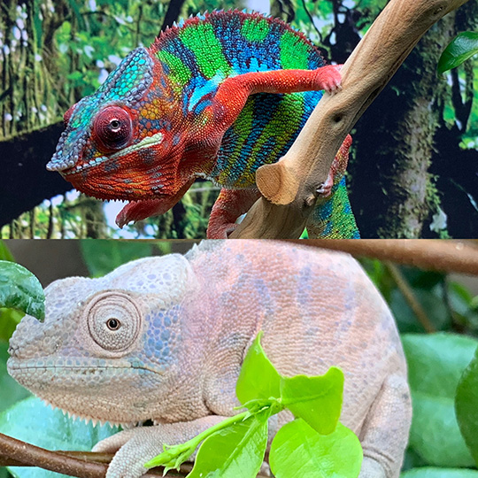 Male Vs Female Panther Chameleon 