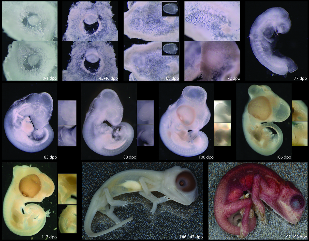 Chameleon Embryo