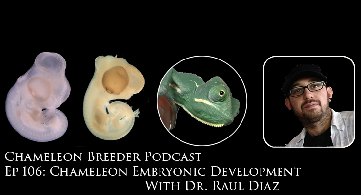 Veiled Chameleon Embryonic Development